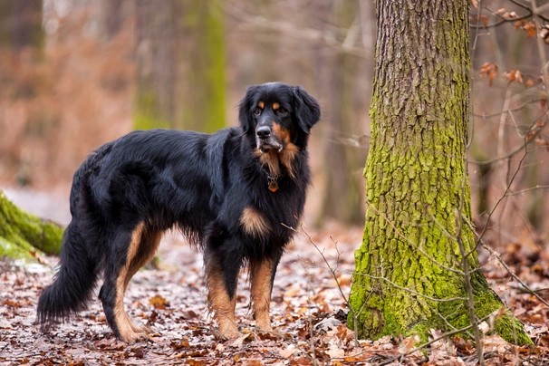 Hovawart Dogs Informace - velikost, povaha, délka života & cena | iFauna