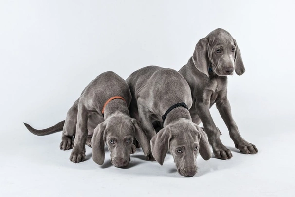 Weimaraner Dogs Raza - Características, Fotos & Precio | MundoAnimalia