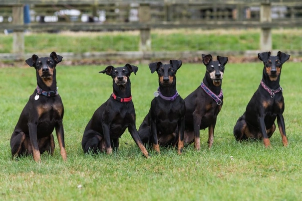 Manchester Terrier Dogs Raza | Datos, Aspectos destacados y Consejos de compra | MundoAnimalia