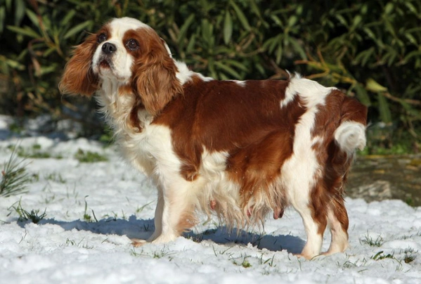 King Charles Spaniel Dogs Ras: Karakter, Levensduur & Prijs | Puppyplaats