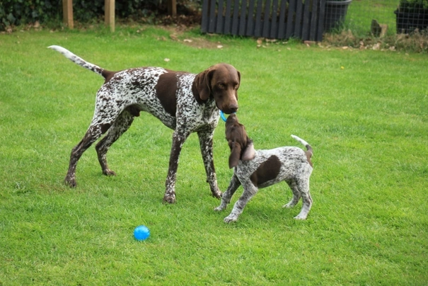 German Shorthaired Pointer Honden Ras: Karakter, Levensduur & Prijs ...