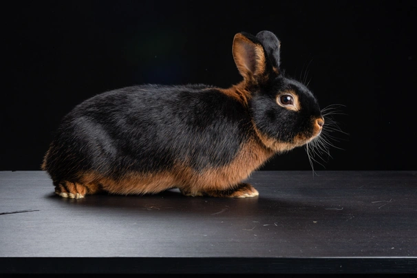 Tan Rabbits Breed - Information, Temperament, Size & Price | Pets4Homes