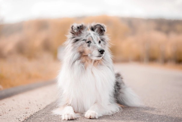 Shetland Sheepdog Dogs Breed - Information, Temperament, Size & Price | Pets4Homes