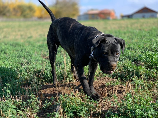 Bandog Dogs Informace - velikost, povaha, délka života & cena | iFauna