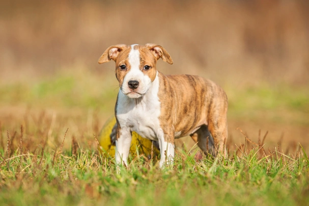 American Staffordshire Terrier Dogs Razza - Prezzo, Temperamento & Foto | AnnunciAnimali