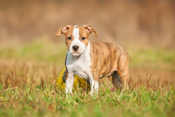 American Staffordshire Terriër Dogs Ras: Karakter, Levensduur & Prijs | Puppyplaats