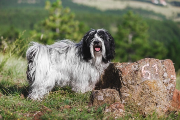 los terriers tibetanos son hereditarios