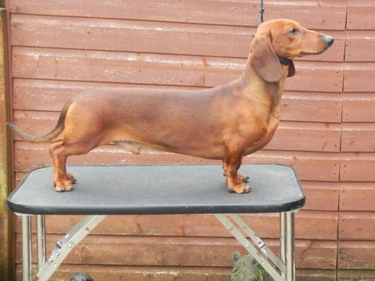 Dachshund Dogs Breed - Information, Temperament, Size & Price | Pets4Homes