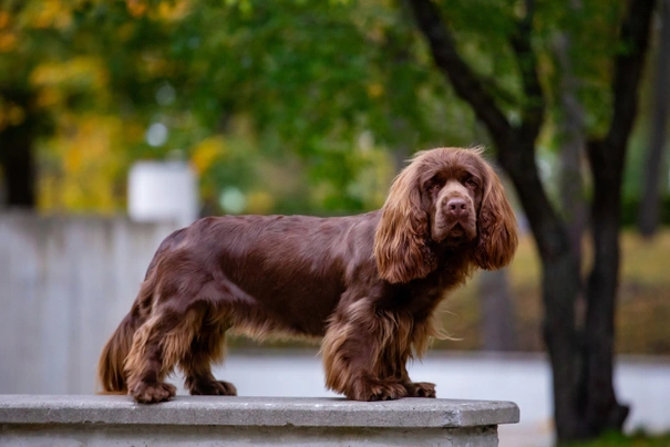 Sussex španěl Dogs Informace - velikost, povaha, délka života & cena | iFauna