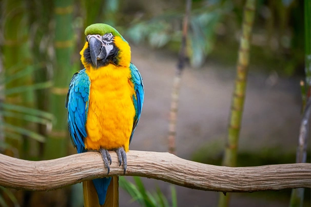 Ara ararauna Birds Informace - velikost, povaha, délka života & cena | iFauna