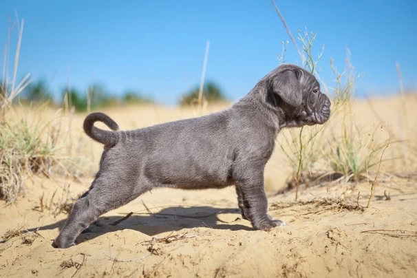 Cane Corso Dogs Informace - velikost, povaha, délka života & cena | iFauna