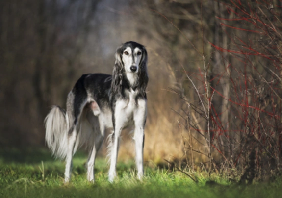 are saluki good with kids