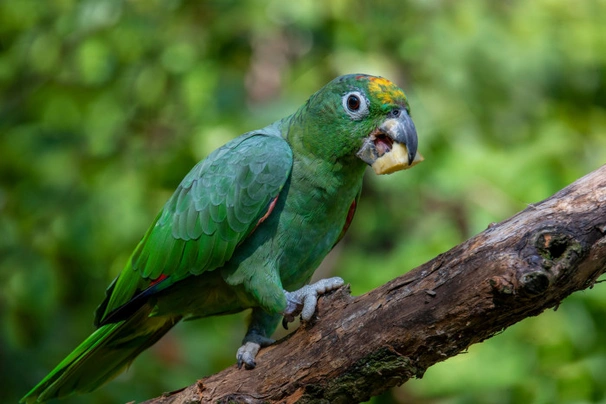 Amazoňan oranžovokřídlý Birds Informace - velikost, povaha, délka života & cena | iFauna