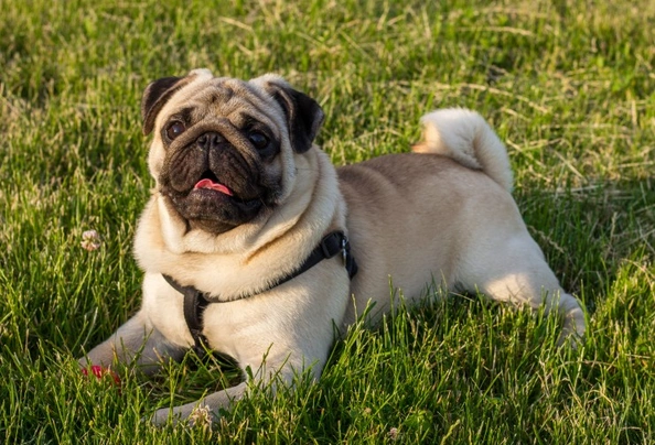 Pug Dogs Breed - Information, Temperament, Size & Price | Pets4Homes