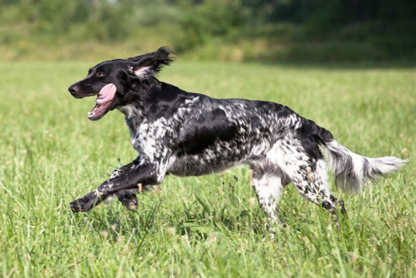 Velký münsterlandský ohař Dogs Informace - velikost, povaha, délka života & cena | iFauna