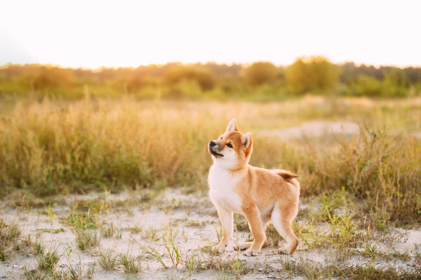 Shiba inu Dogs Informace - velikost, povaha, délka života & cena | iFauna