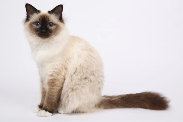 Birman store kitten cost