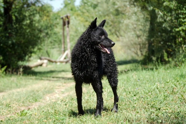 Chorvatský ovčák Dogs Informace - velikost, povaha, délka života & cena | iFauna