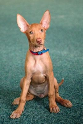 Pharaoh hound hot sale grey