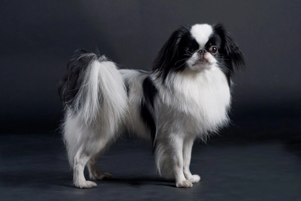 Japanese Chin Dogs Breed - Information, Temperament, Size & Price | Pets4Homes