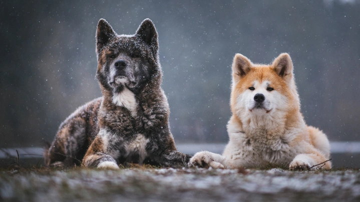 Akita inu Dogs Informace - velikost, povaha, délka života & cena | iFauna