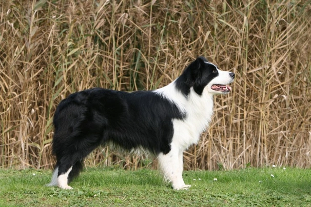 los border collies son buenos con los conejos