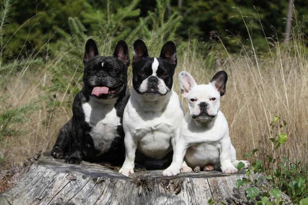 Bulldog Francés Dogs Raza - Características, Fotos & Precio | MundoAnimalia