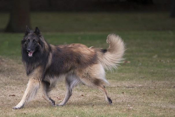 Belgický ovčák Tervueren Dogs Informace - velikost, povaha, délka života & cena | iFauna