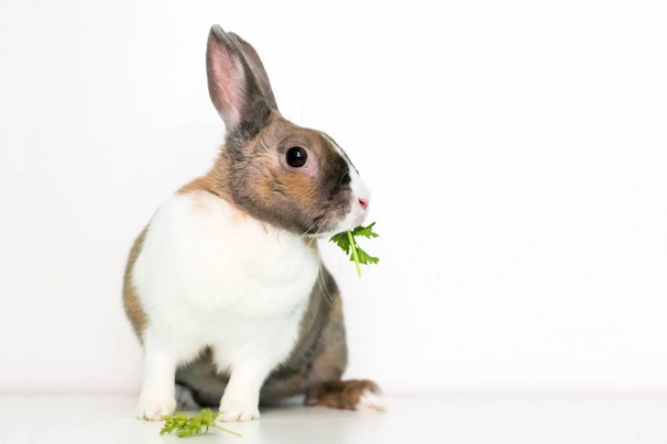 Tri Coloured Dutch Rabbits Breed - Information, Temperament, Size & Price | Pets4Homes