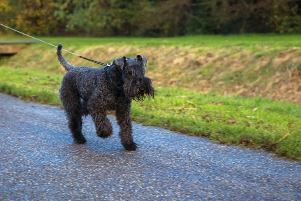 Kerry Blue Terriër Dogs Ras: Karakter, Levensduur & Prijs | Puppyplaats