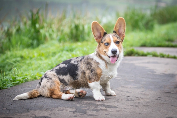 Welsh Corgi Cardigan Dogs Raza - Características, Fotos & Precio | MundoAnimalia