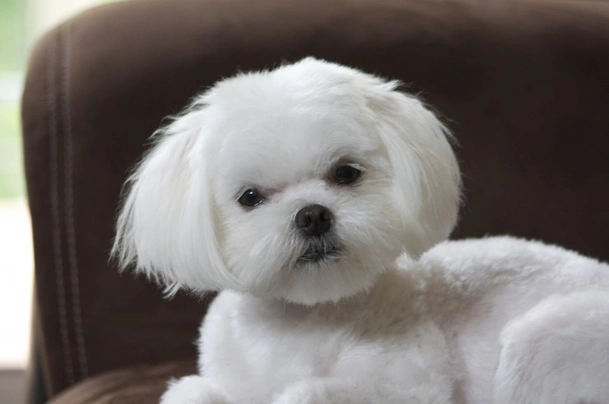 Maltese Dogs Breed - Information, Temperament, Size & Price | Pets4Homes