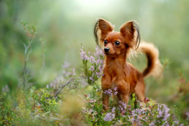 Russian Toy Terrier Dogs Breed Information Temperament Size