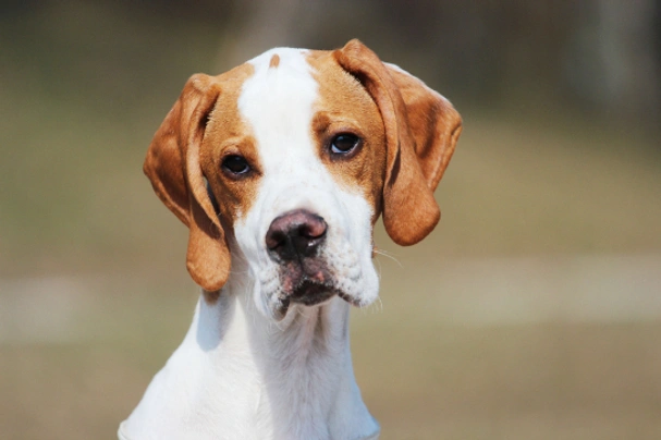 Pointer Dogs Breed - Information, Temperament, Size & Price | Pets4Homes