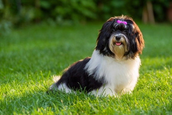 Havanese Dogs Breed - Information, Temperament, Size & Price | Pets4Homes