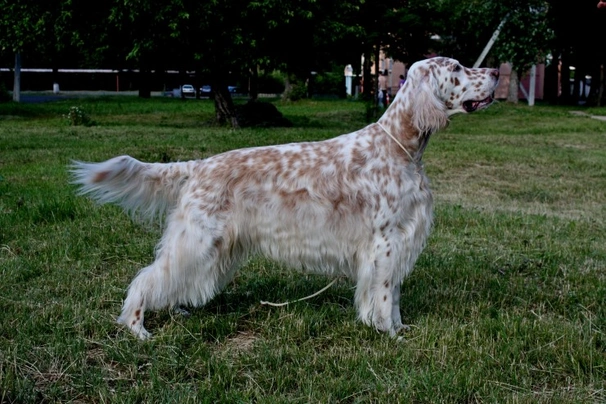 Setter Inglese Dogs Razza - Prezzo, Temperamento & Foto | AnnunciAnimali