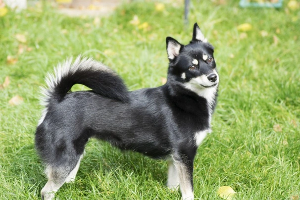 Pomsky Dogs Breed - Information, Temperament, Size & Price | Pets4Homes