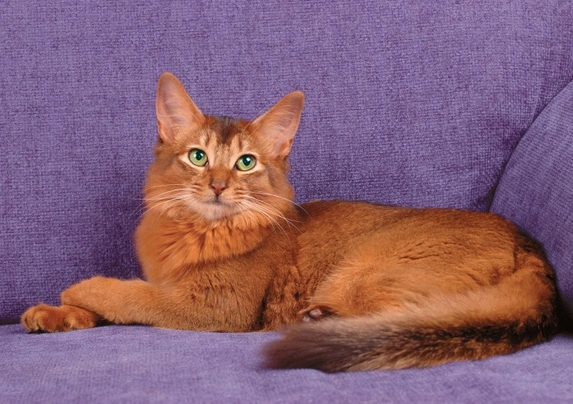 Somali Cats Breed - Information, Temperament, Size & Price | Pets4Homes