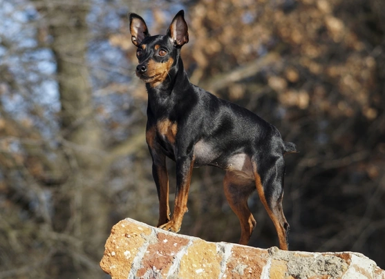 Trpasličí pinč Dogs Informace - velikost, povaha, délka života & cena | iFauna