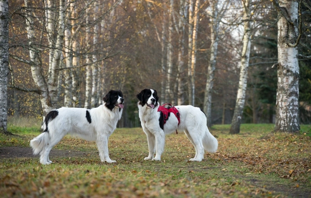 Landseer Dogs Informace - velikost, povaha, délka života & cena | iFauna