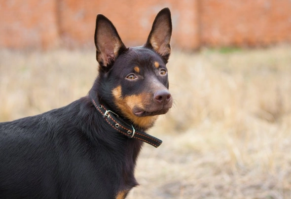 Australian Kelpie Dogs Breed - Information, Temperament, Size & Price | Pets4Homes