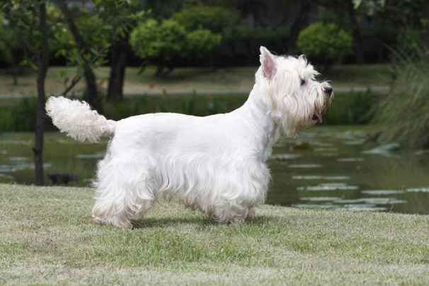 Long store haired westie