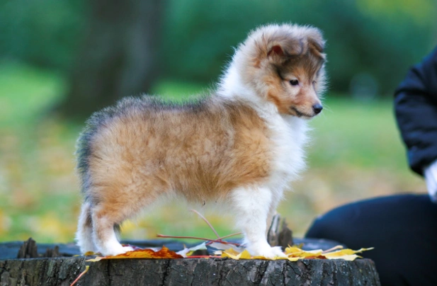 Šeltie Dogs Plemeno / Druh: Povaha, Délka života & Cena | iFauna