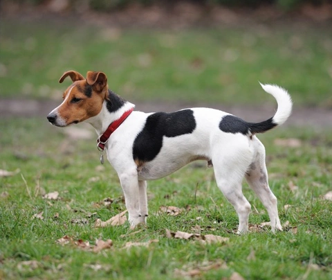 son buenos los jack russell terriers con otros perros