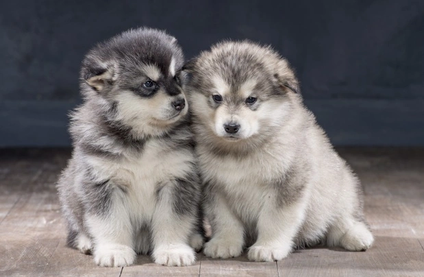 son malamutes dificiles de entrenar