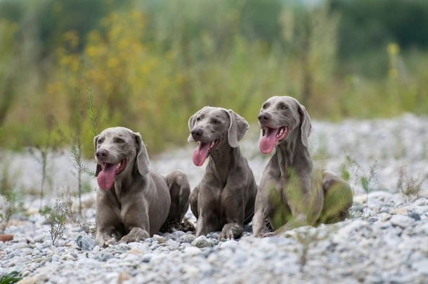 Výmarský ohař Dogs Informace - velikost, povaha, délka života & cena | iFauna