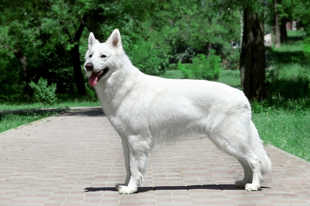 White Swiss Shepherd Dogs Breed - Information, Temperament, Size & Price | Pets4Homes