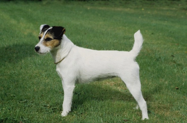 Parson Russell Terrier Dogs Razza - Prezzo, Temperamento & Foto | AnnunciAnimali