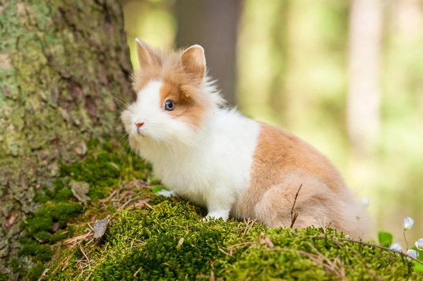 Lionhead Rabbits Breed - Information, Temperament, Size & Price | Pets4Homes