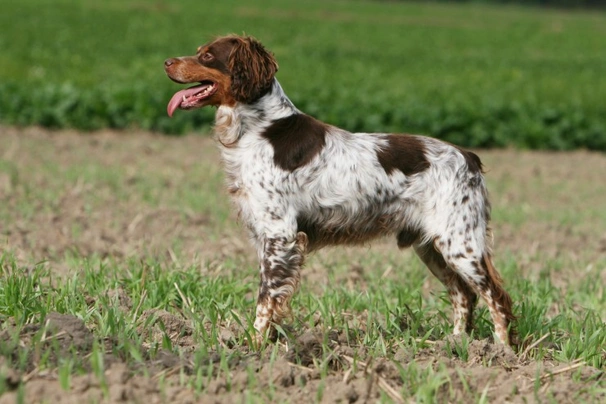 Brittany dog sale cost